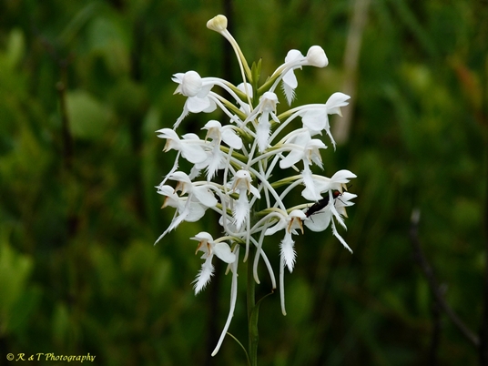{Platanthera conspicua}